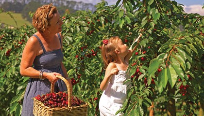 Red Hill Cherries